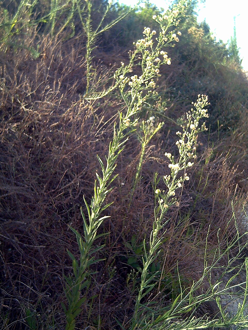 Erigeron bonariensis (Flax-leaved Horseweed)