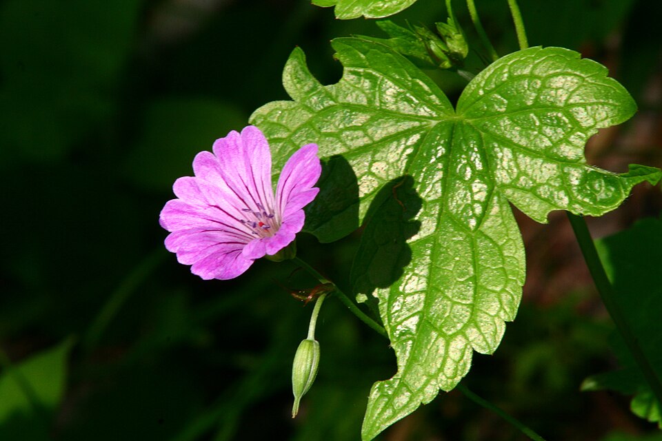 Geranium nodosum (alternate view 9)