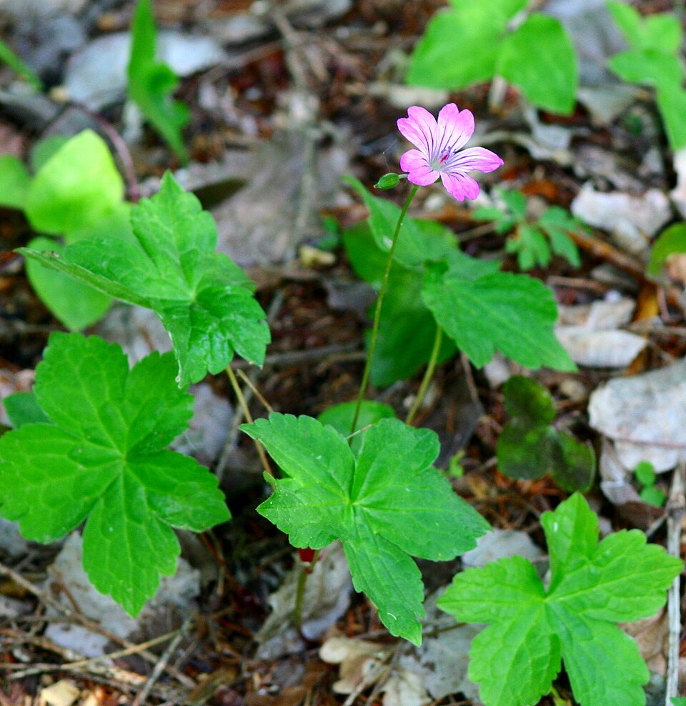 Geranium nodosum (alternate view 10)
