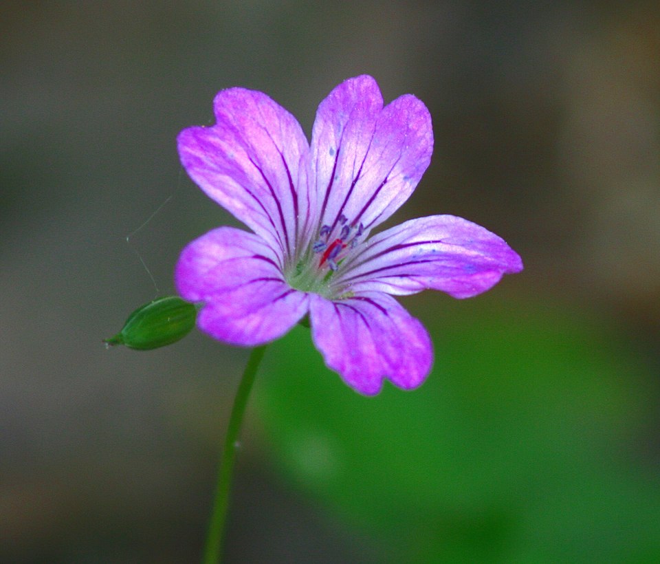 Geranium nodosum (alternate view 11)