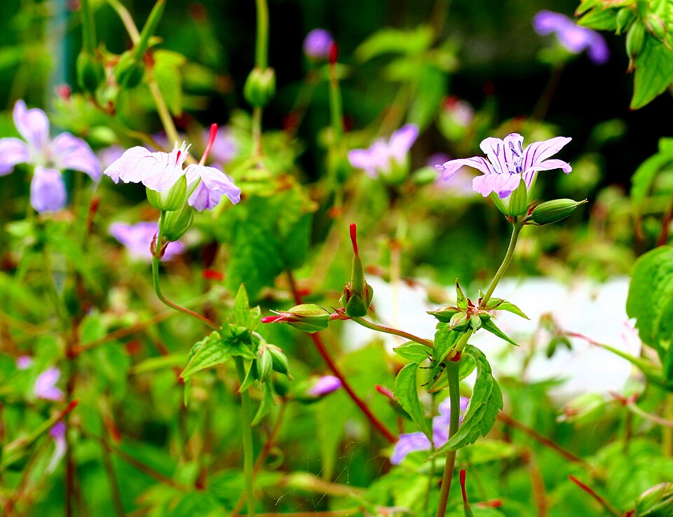 Geranium nodosum (alternate view 12)