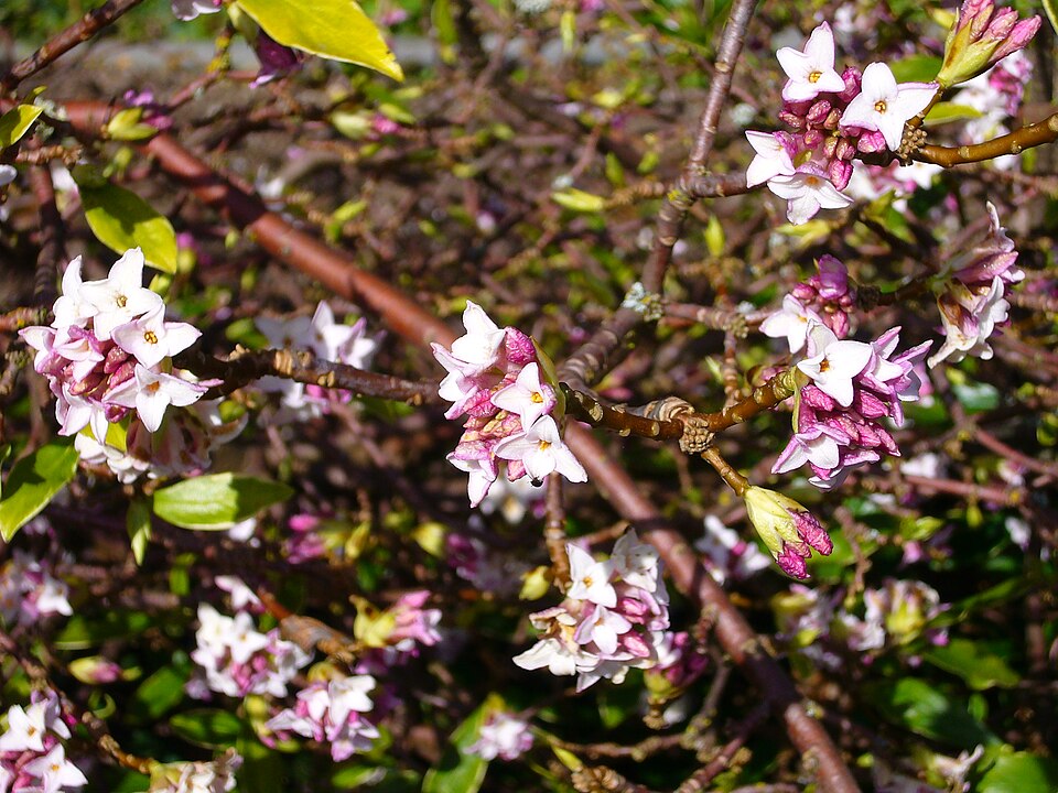 Daphne odora (Winter Daphne) (alternate view 9)