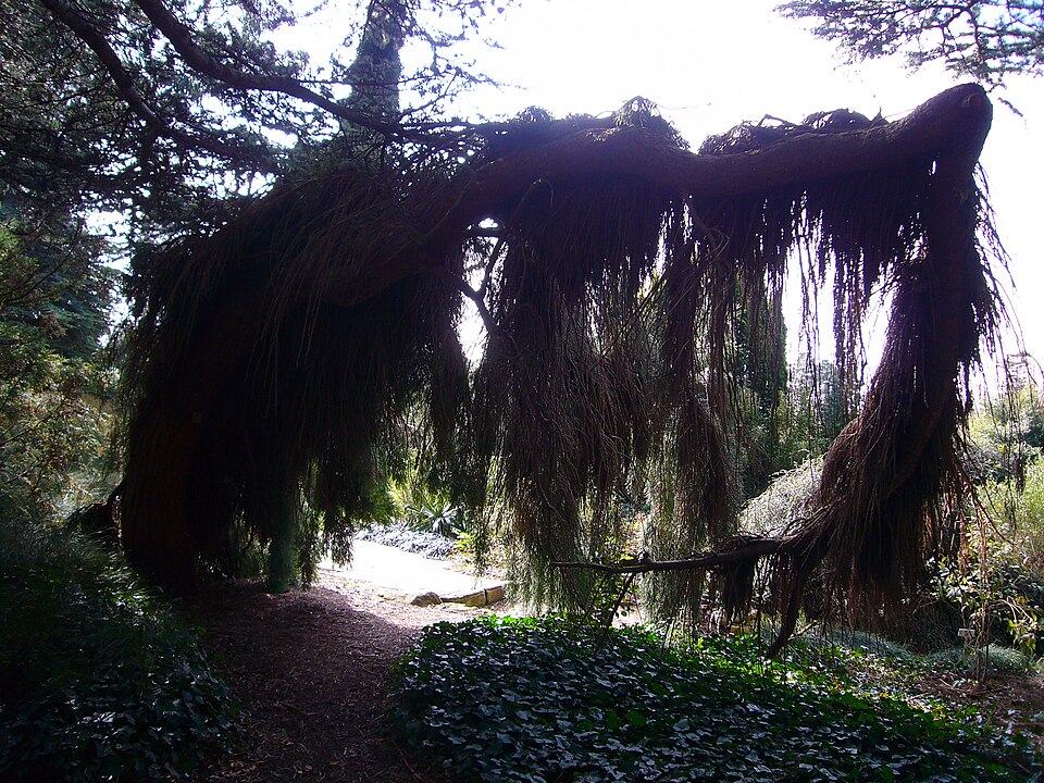 Sequoiadendron giganteum 'Pendulum' (weeping Giant Sequoia) (alternate view 2)