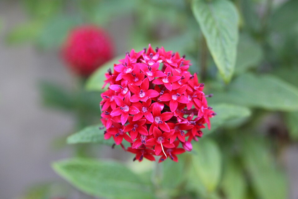 Pentas lanceolata (Egyptian Star-cluster) (alternate view 3)