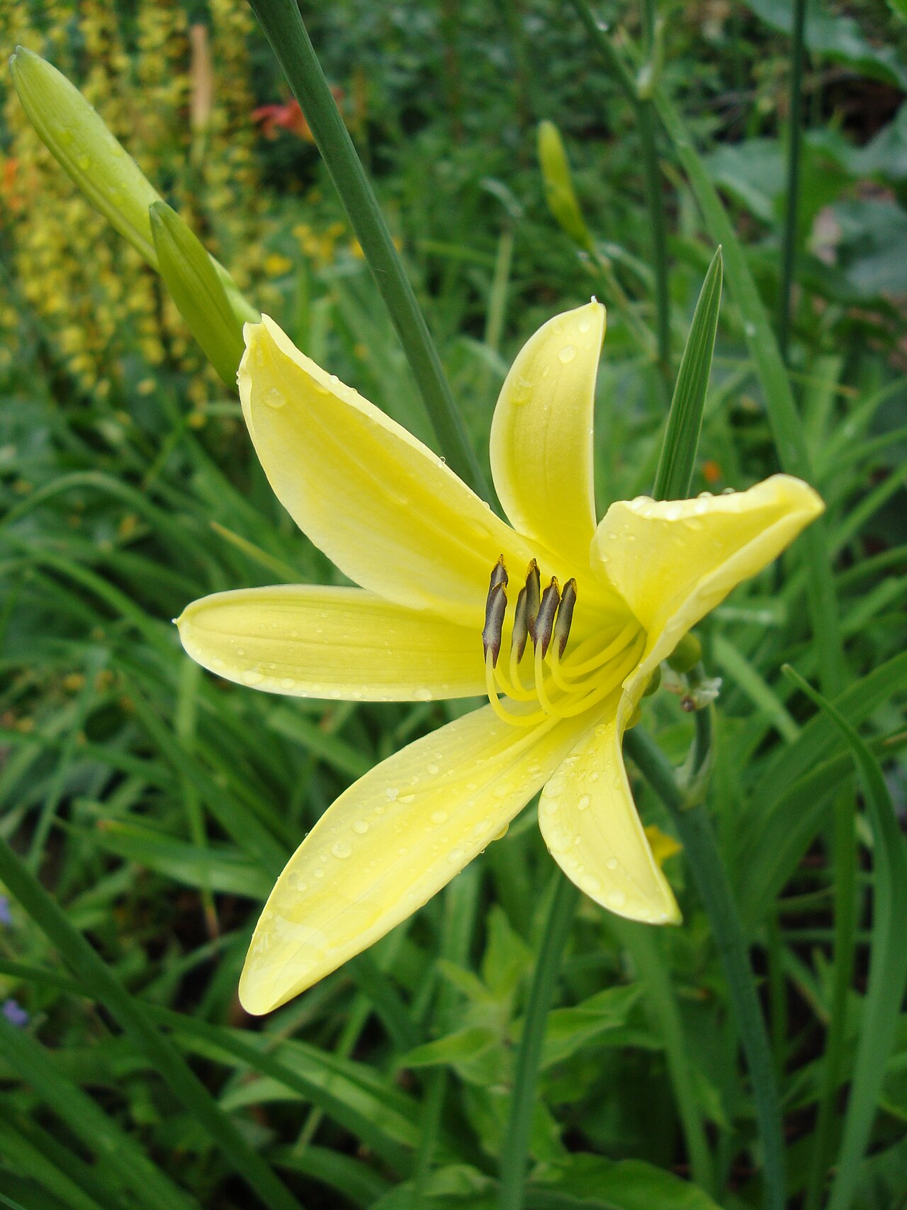 Hemerocallis citrina, Citron daylily — clumping deciduous (Asphodelaceae) (image 4 of 9)