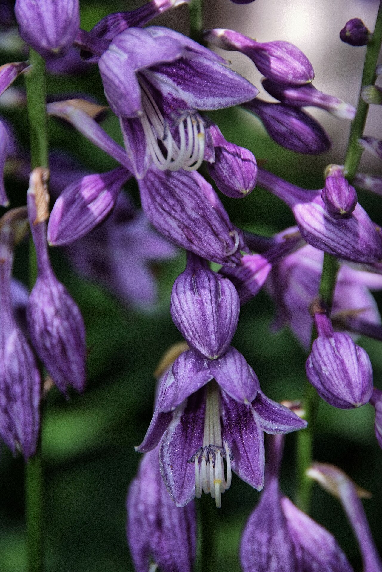 Hosta ventricosa, Blue plantain lily — clumping deciduous (Asparagaceae) (image 3 of 10)