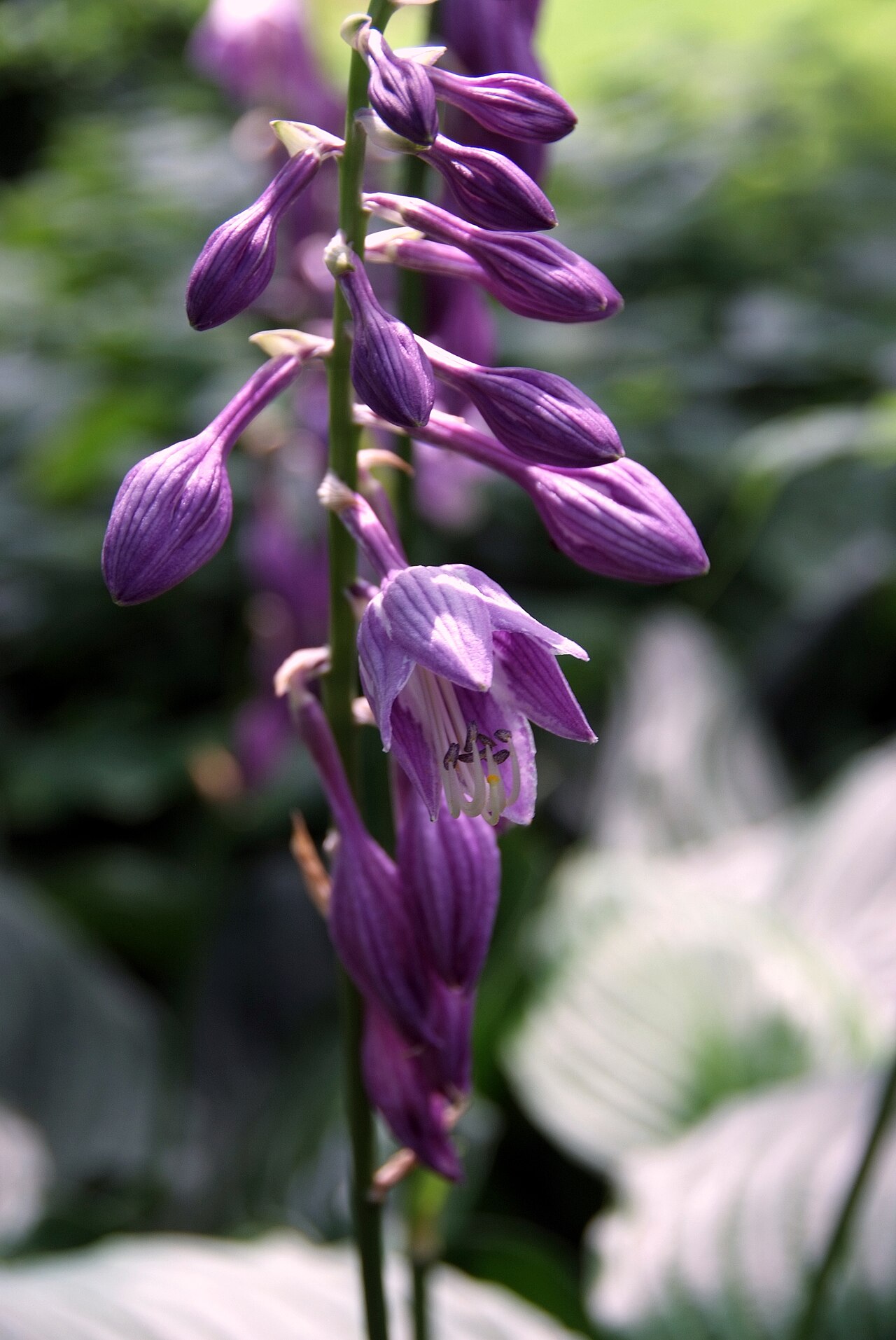 Hosta ventricosa, Blue plantain lily — clumping deciduous (Asparagaceae) (image 4 of 10)