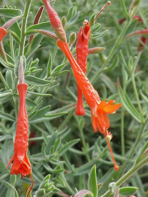 Epilobium canum (California fuchsia) (alternate view 2)