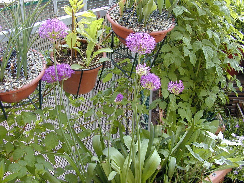 Allium × 'Gladiator' (Gladiator Allium)