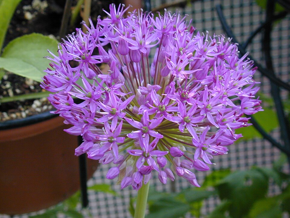 Allium × 'Gladiator' (Gladiator Allium) (alternate view 2)