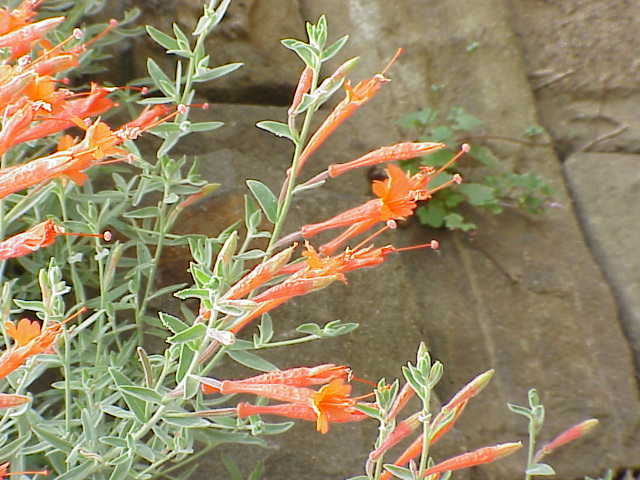 Epilobium canum (California fuchsia) (alternate view 3)