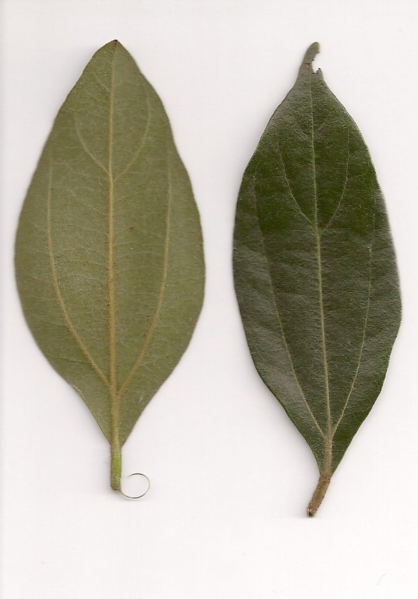 Cryptocarya triplinervis (Brown Laurel)