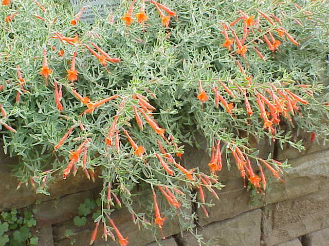 Epilobium canum (California fuchsia) (alternate view 4)