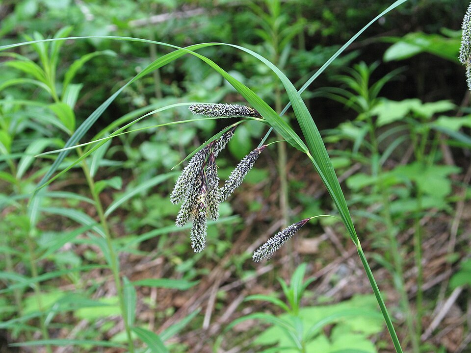 Carex mertensii (Merten's Sedge) (alternate view 10)