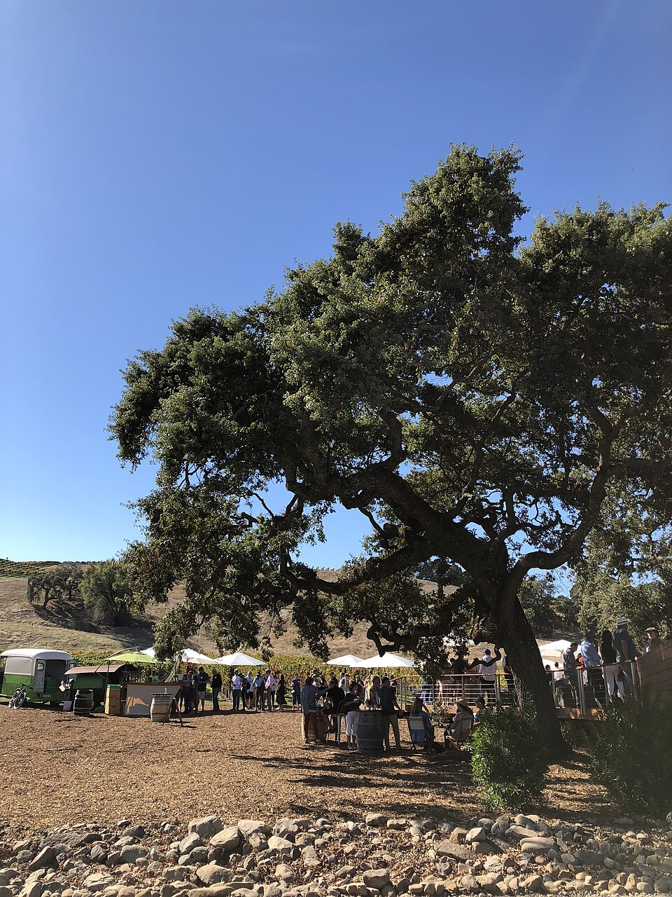 Quercus (oaks) (alternate view 2)