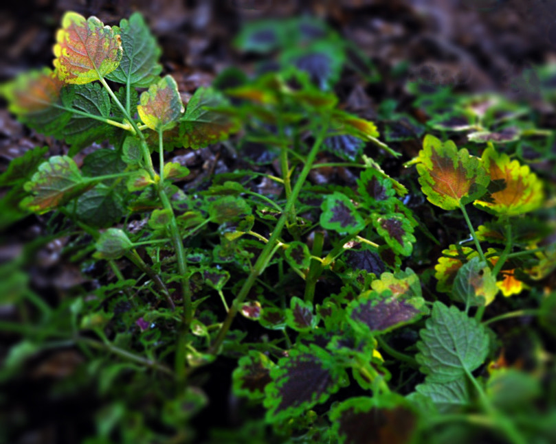 Coleus scutellarioides (Coleus) (alternate view 8)