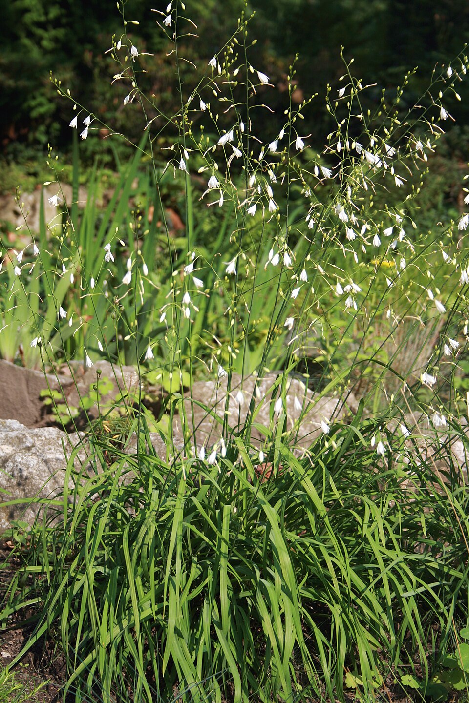 Anthericum ramosum (alternate view 5)