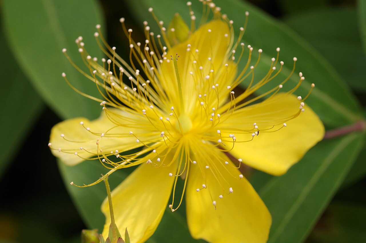 Hypericum monogynum, Chinese St John's wort — mounding semi-evergreen (Hypericaceae) (image 5 of 10)