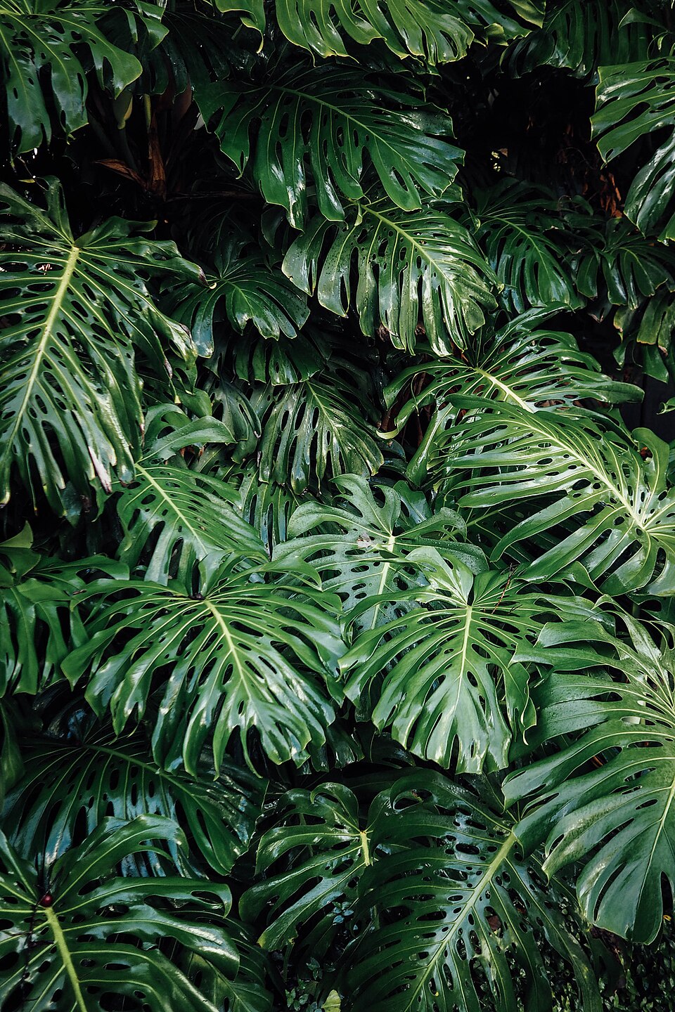 Monstera