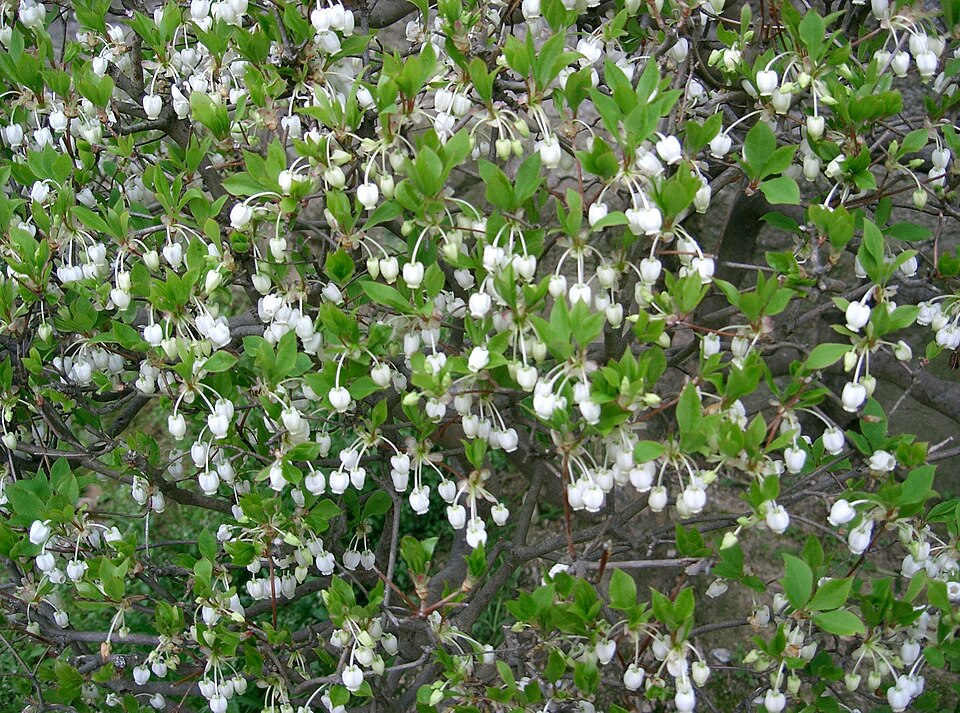 Enkianthus perulatus (White Enkianthus) (alternate view 6)