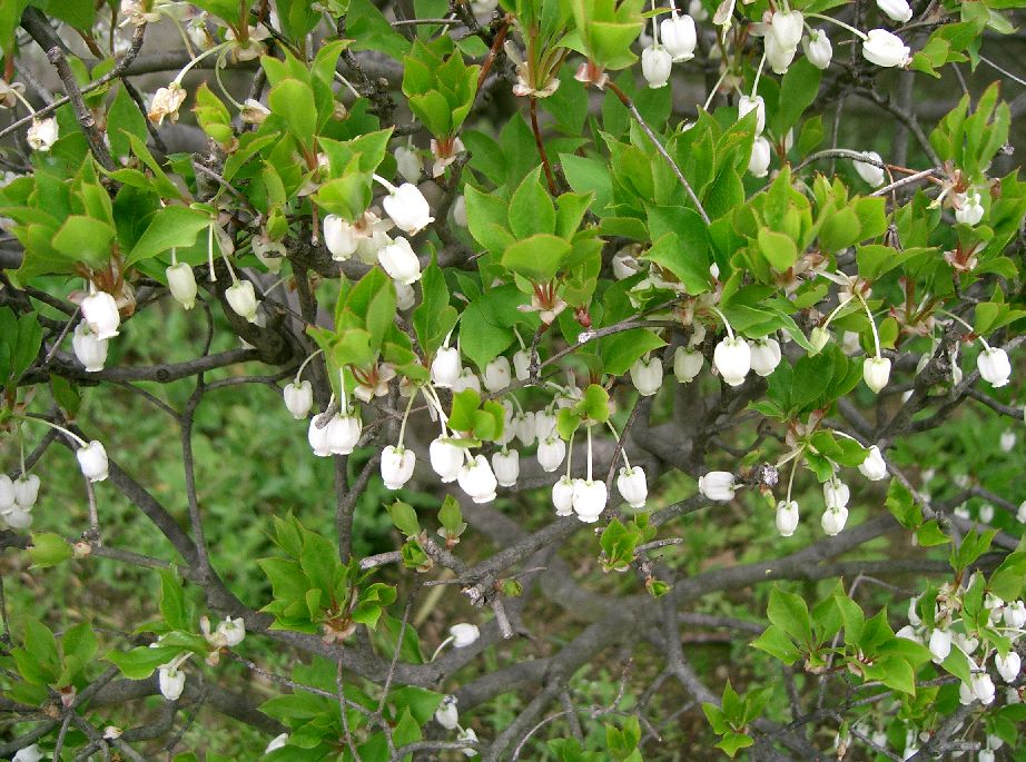 Enkianthus perulatus (White Enkianthus) (alternate view 7)