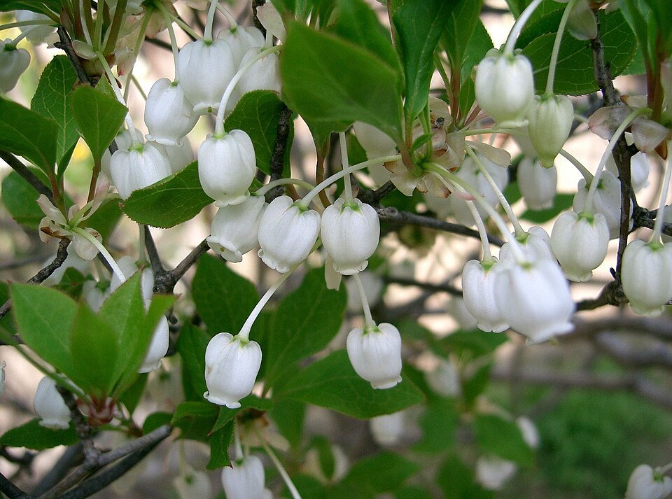 Enkianthus perulatus (White Enkianthus) (alternate view 8)
