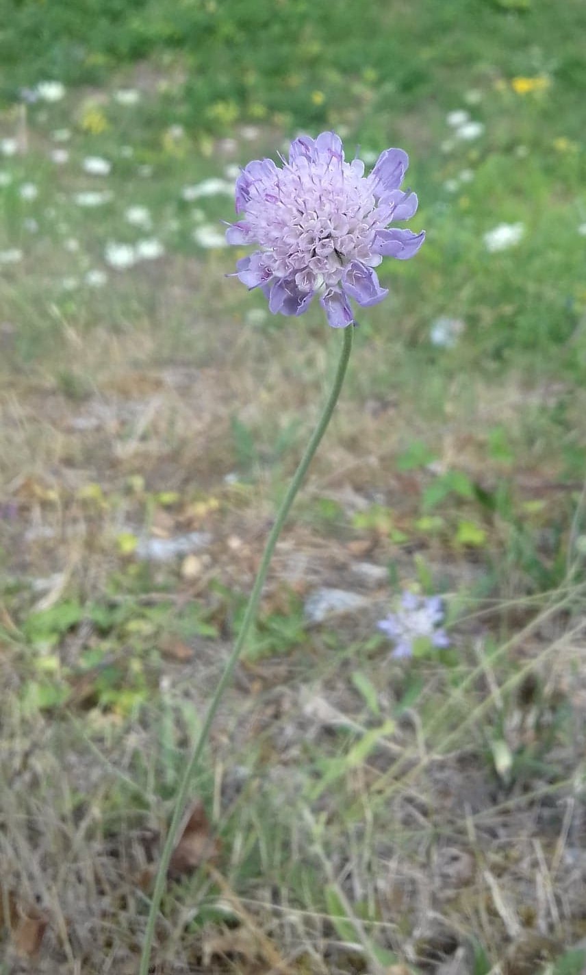 Scabiosa columbaria, Small scabious — clumping semi-evergreen (Caprifoliaceae) (image 10 of 10)