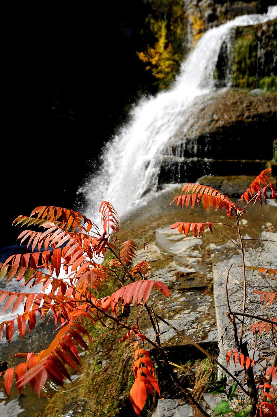 Rhus (sumacs) (alternate view 3)