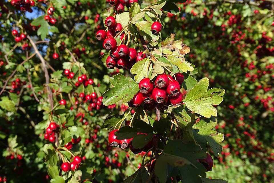 Crataegus (hawthorns) (alternate view 7)