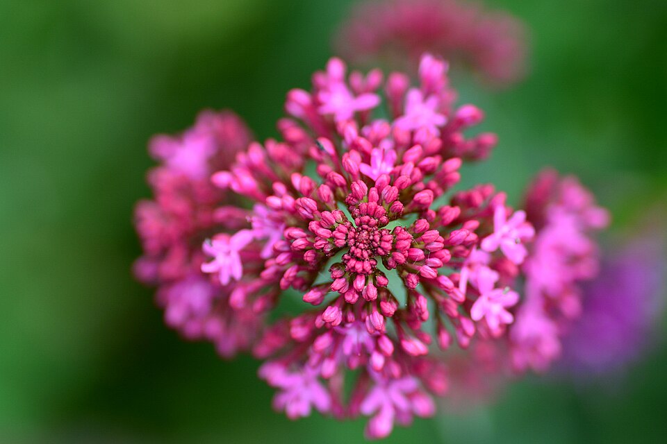 Centranthus (Valerian) (alternate view 3)