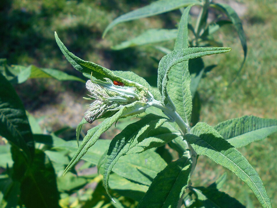 Buddleja davidii (butterfly bush) (alternate view 6)