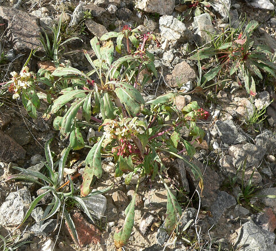 Eremothera boothii (Booth's Evening Primrose) (alternate view 5)