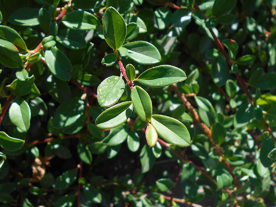 Cotoneaster × suecicus (Swedish Cotoneaster) (alternate view 2)