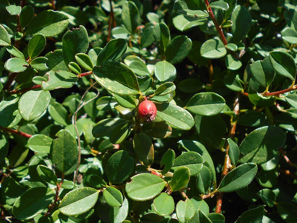 Cotoneaster × suecicus (Swedish Cotoneaster) (alternate view 3)