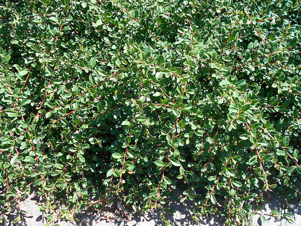 Cotoneaster × suecicus (Swedish Cotoneaster) (alternate view 4)