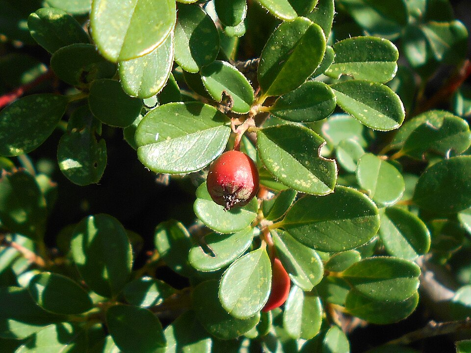 Cotoneaster × suecicus (Swedish Cotoneaster) (alternate view 5)