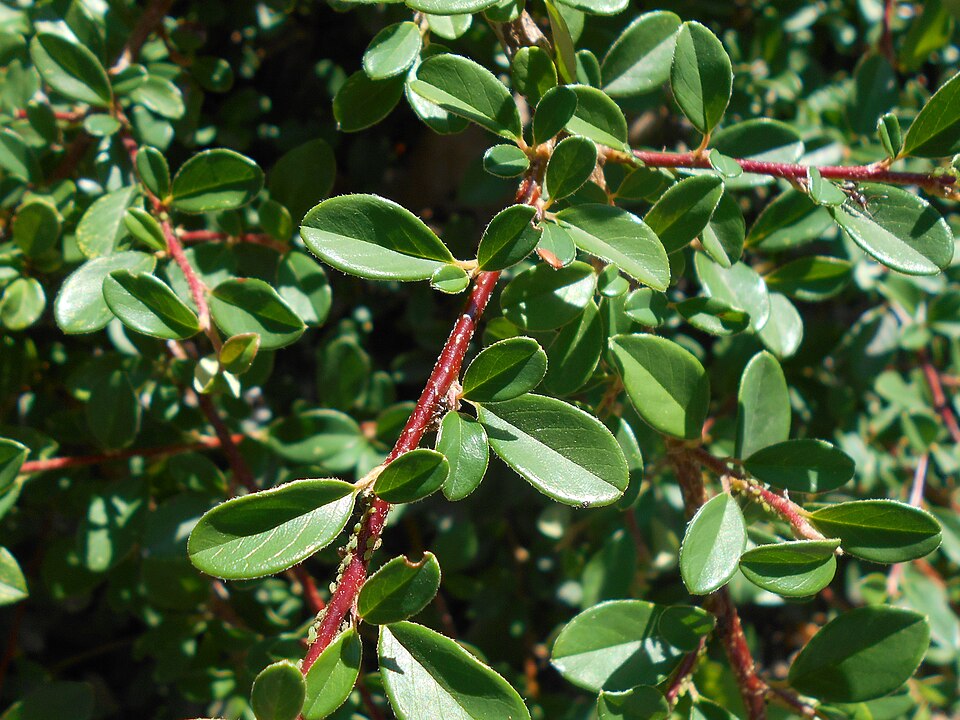 Cotoneaster × suecicus (Swedish Cotoneaster) (alternate view 6)