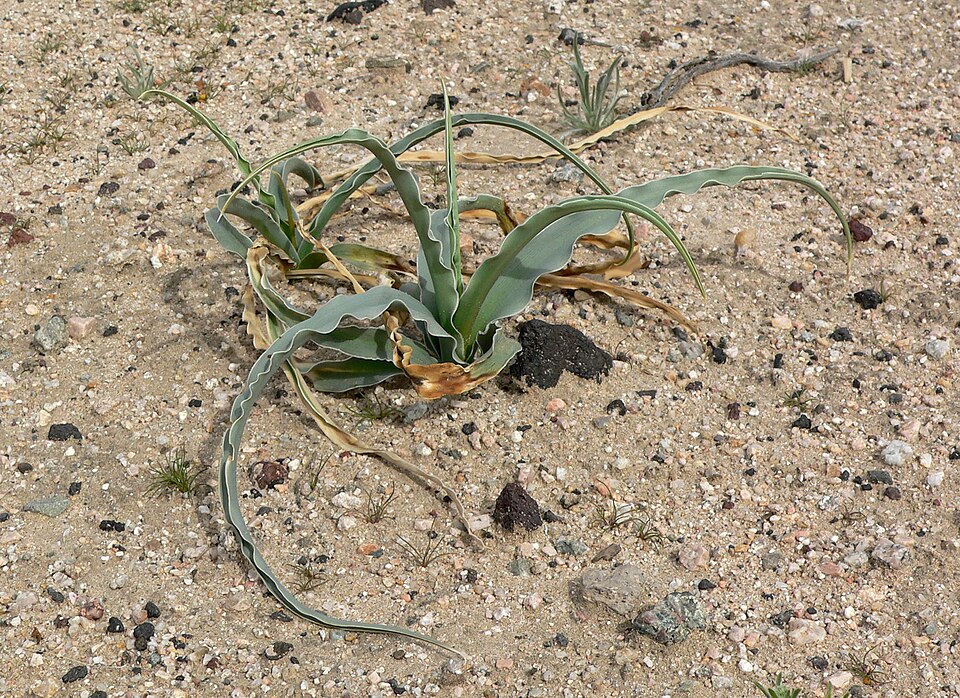 Hesperocallis undulata (desert lily) (alternate view 3)
