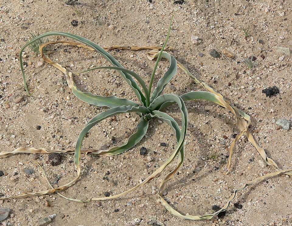 Hesperocallis undulata (desert lily) (alternate view 4)