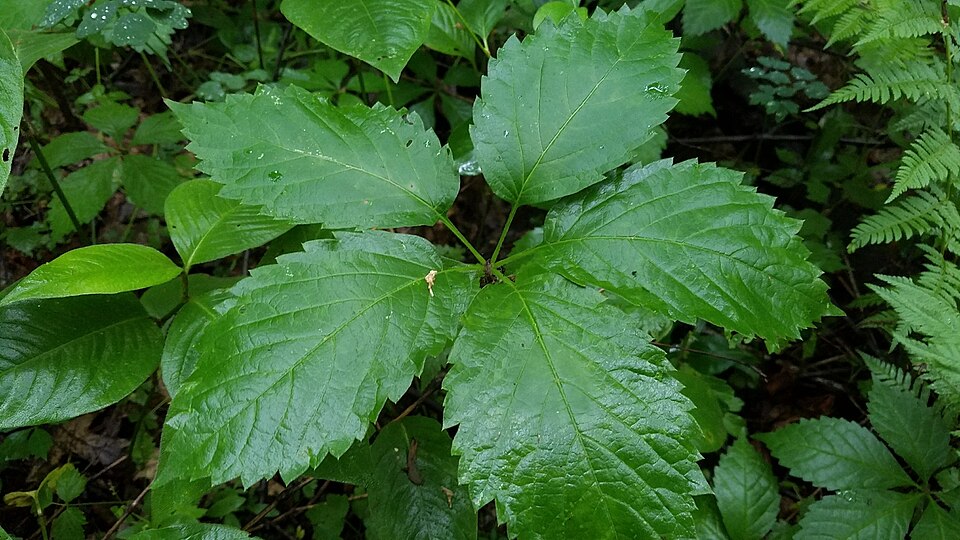 Parthenocissus inserta (thicket creeper)