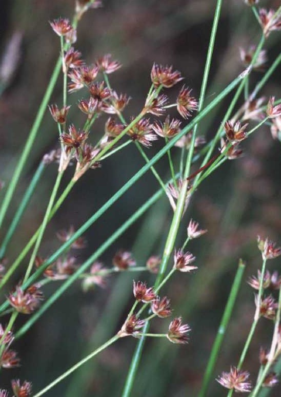 Juncus acuminatus (Knotty-leaf Rush) (alternate view 8)