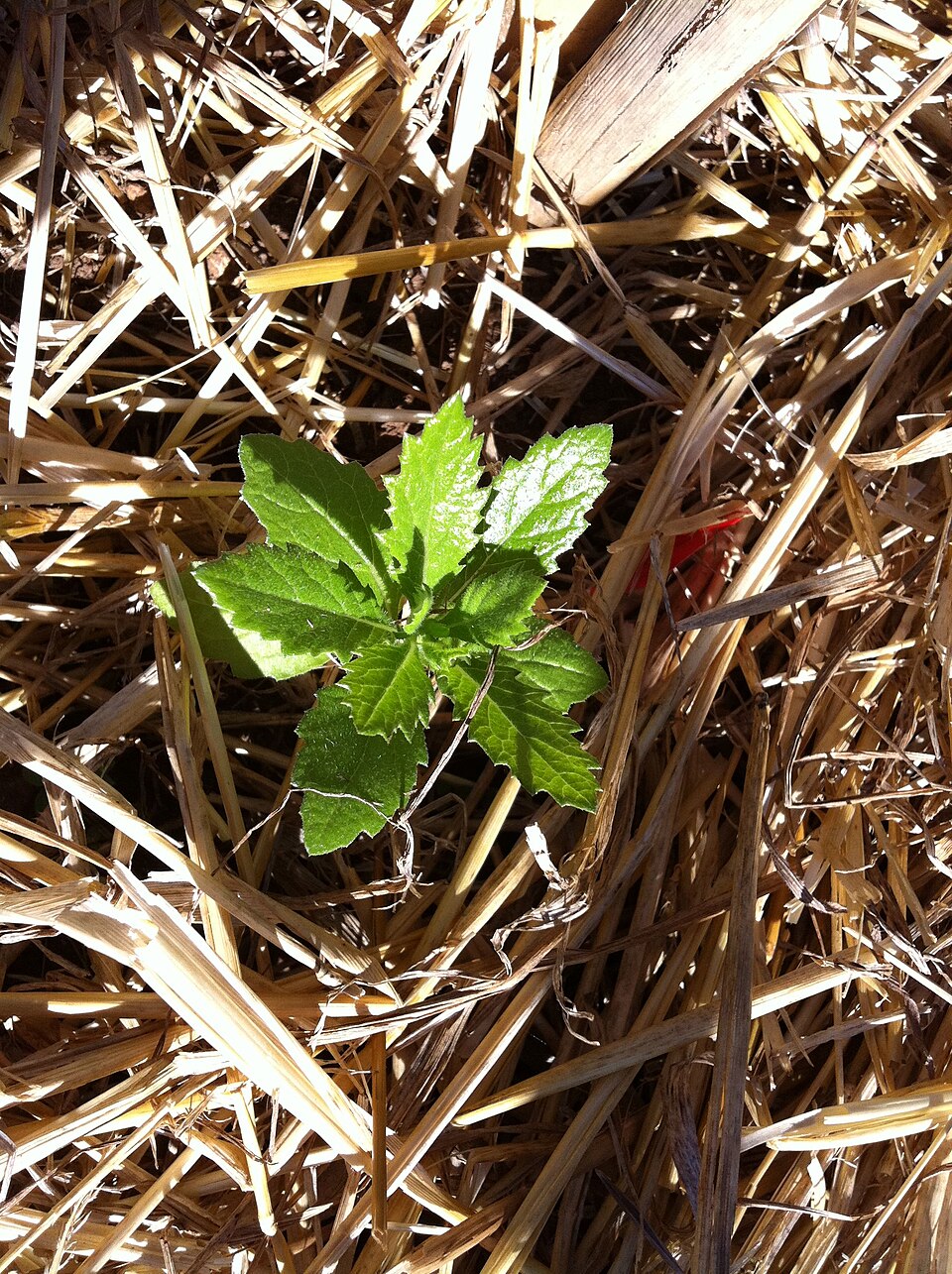 Senecio pterophorus (Shoddy Ragwort) (alternate view 6)
