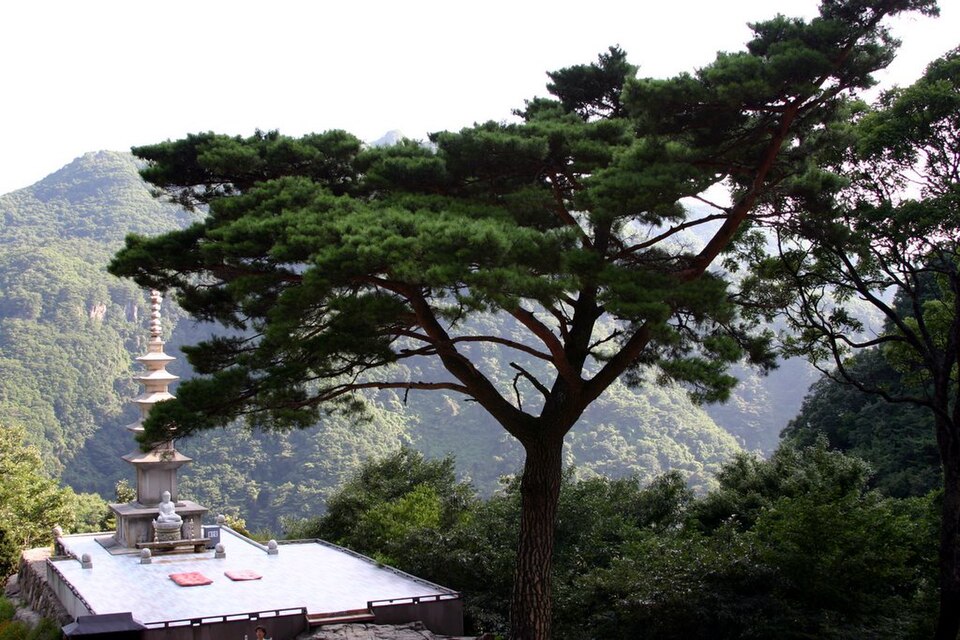 Pinus densiflora (Japanese Red Pine) (alternate view 12)