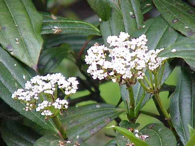 Viburnum davidii (David viburnum) (alternate view 5)