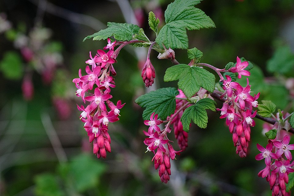 Ribes sanguineum (red flowering currant) (alternate view 7)