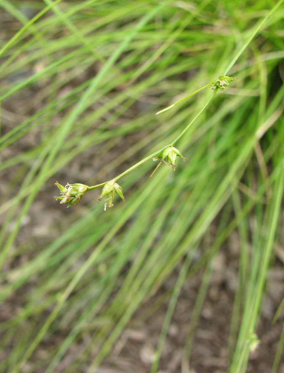 Carex appalachica (Appalachian Sedge) (alternate view 9)