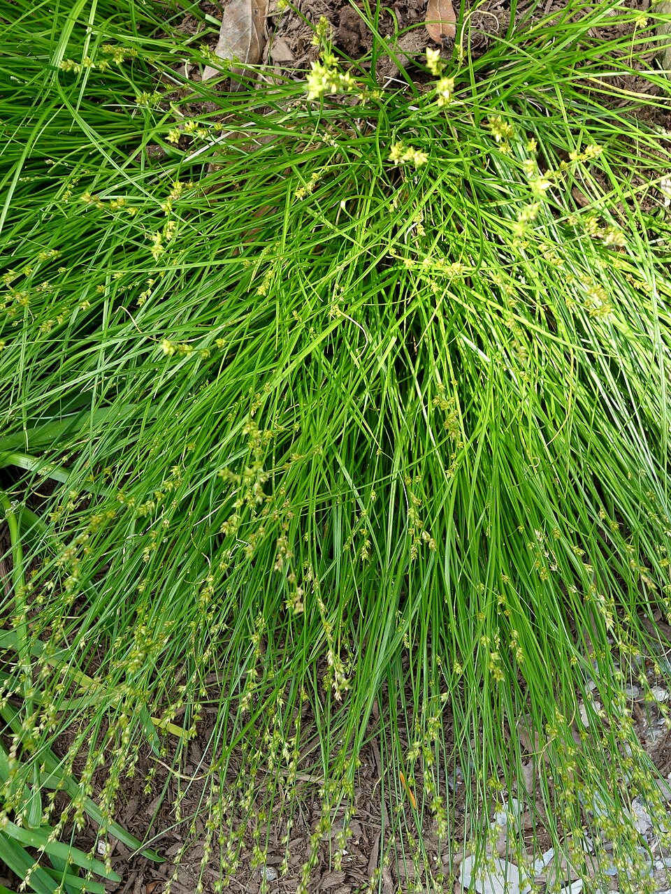 Carex radiata (Eastern Star Sedge) (alternate view 7)