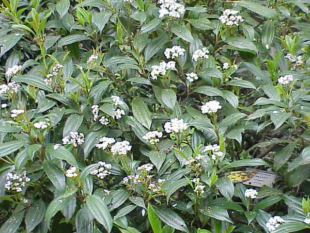 Viburnum davidii (David viburnum) (alternate view 6)