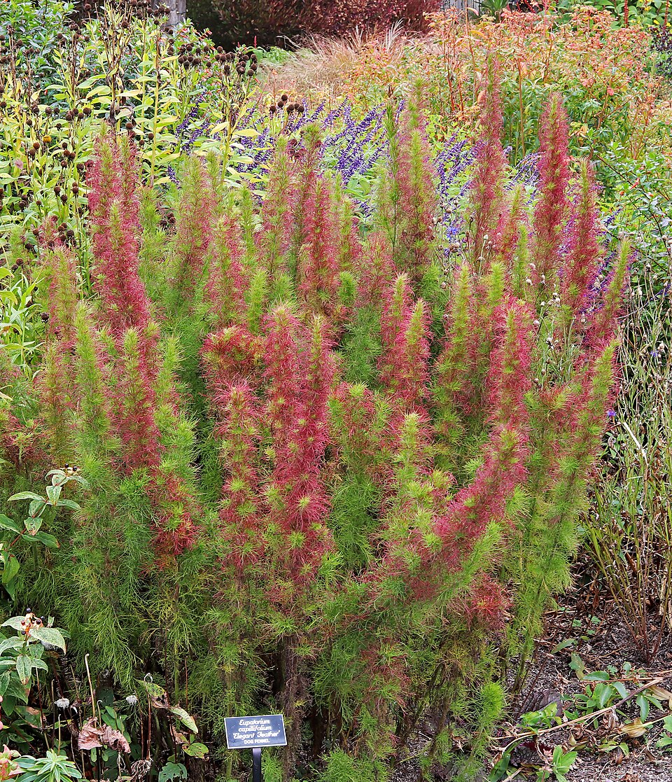 Eupatorium capillifolium (dogfennel)
