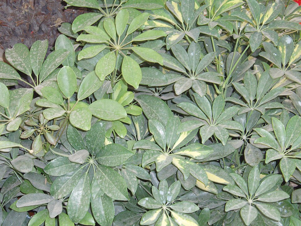 Schefflera arboricola (Dwarf Umbrella Tree)